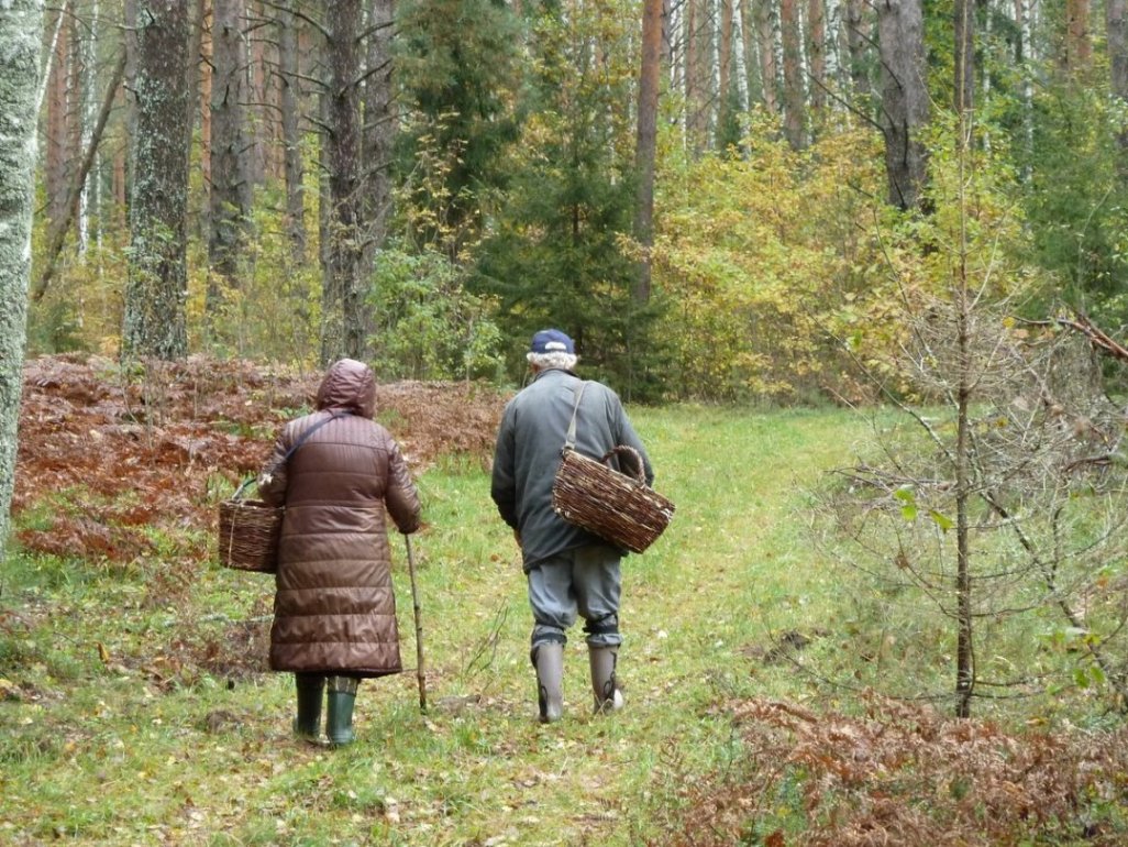 Шесть человек заблудились за сутки в Могилевской области, 84-летнюю женщину пока не нашли
