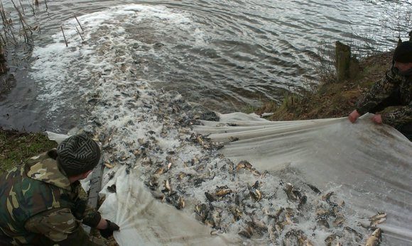 Чигиринское водохранилище зарыблено карпом и белым амуром