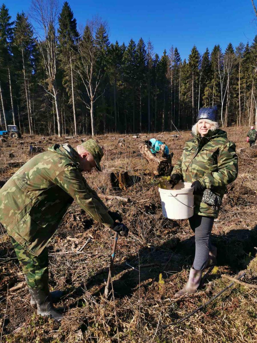 Более чем на 600 га посажены лесные культуры на территории Могилевского лесхоза