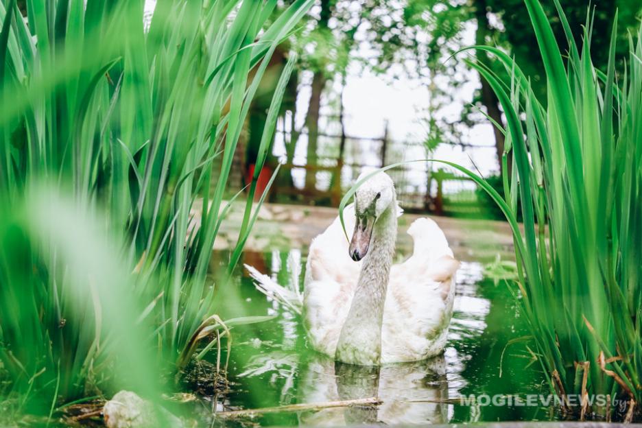 Ниже климатической нормы ожидается средняя декадная температура воздуха до конца мая в Могилевской области