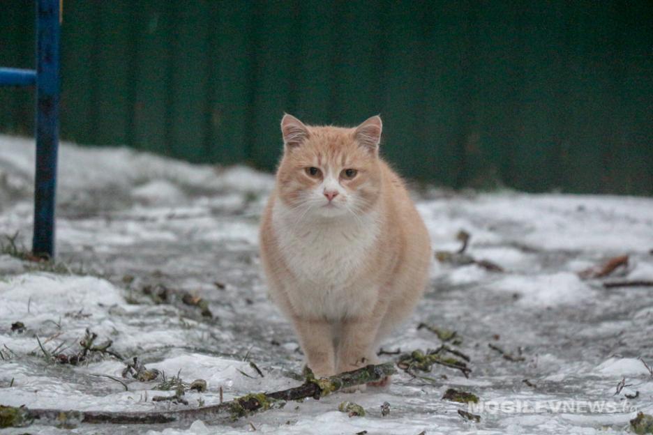 Почти 100 человек с гололедными травмами обратились за медпомощью в Могилеве
