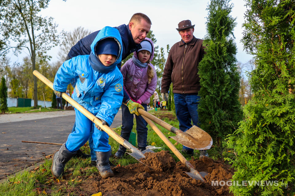 Более 200 туй высадили во время городского субботника в Могилеве. Фото