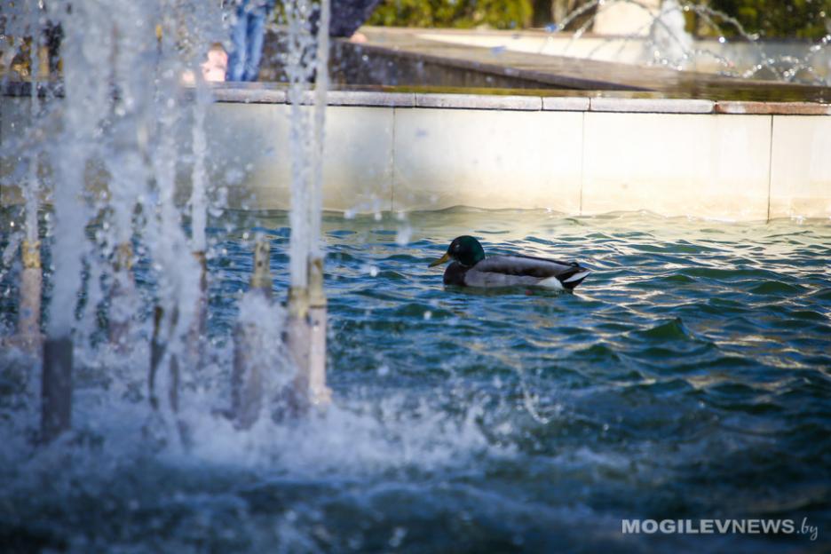 6 мая - грозы, 7 мая – ливни ожидаются в Могилевской области