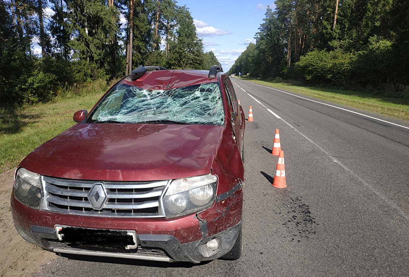 В Могилевском районе водитель легковушки пострадал из-за вышедшего на дорогу лося