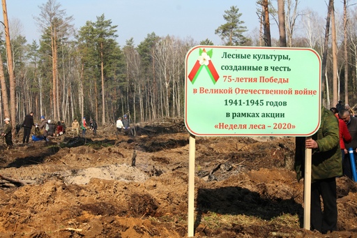 Около 20000 хвойных саженцев высажено в рамках «Недели леса» в Костюковичском районе