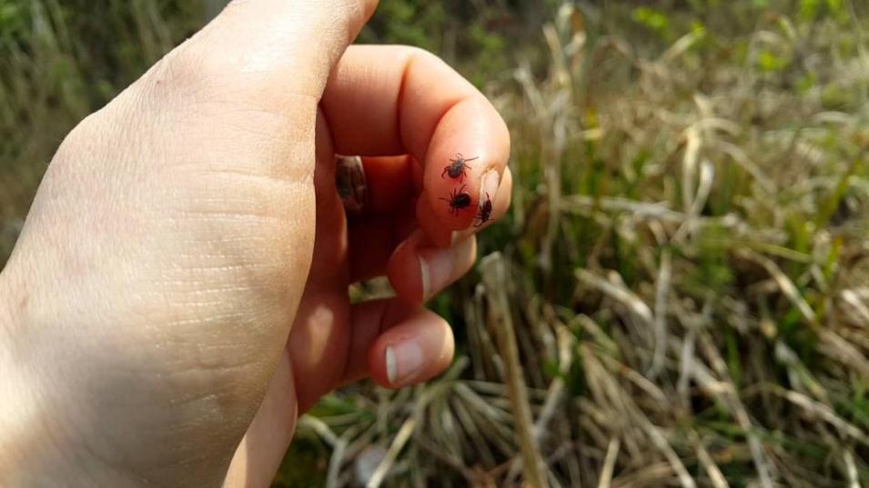Более 100 обращений за медпомощью по поводу укусов клещей за два месяца зарегистрировано в Могилеве и Могилевском районе