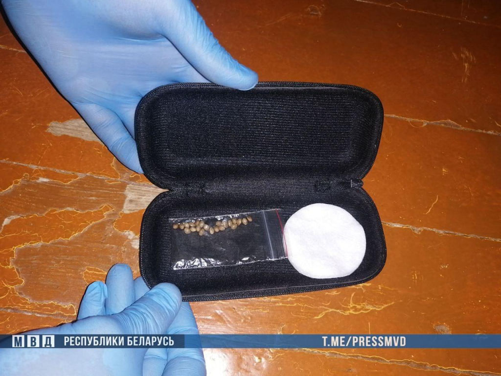 Бобруйчанин выращивал коноплю у себя дома - изъято около 25 тысяч доз