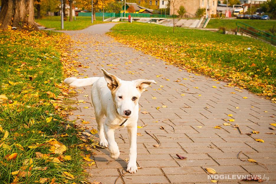 Дожди, порывистый ветер, но до +20°С прогнозируют синоптики в начале следующей недели в Могилевской области