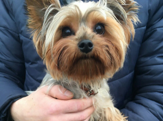 Могилевчанин забрал себе чужого йоркширского терьера – потому что понравился