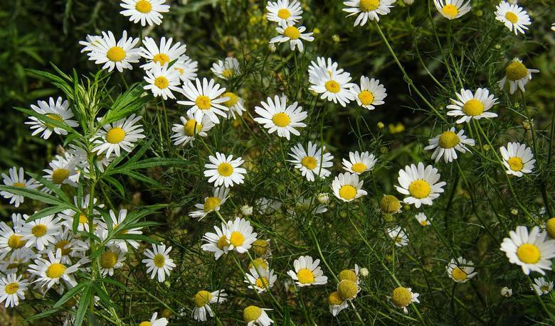 Проверить лекарственные растения на наличие радионуклидов население может  бесплатно
