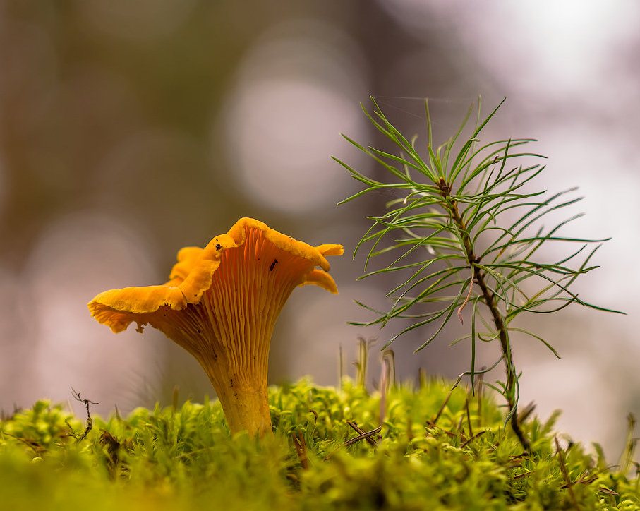 Дары леса с превышением цезия-137, выявленные за минувшую неделю, были собраны в Быховском, Кличевском, Могилевском и Чаусском районах