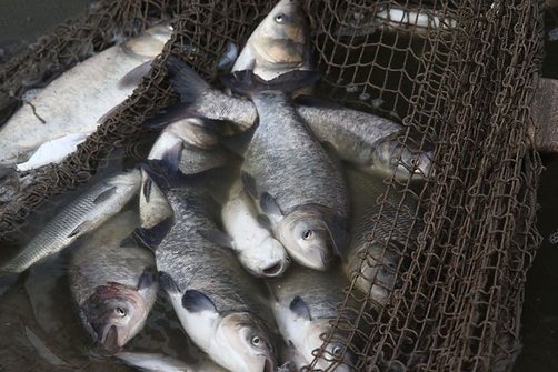 Рыбхоз «Свислочь» получит субсидии на уплату части процентов по банковским кредитам
