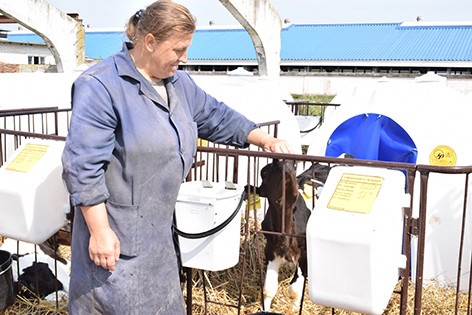 Новотельные телята из хозяйств Быховского района обретут тысячу домиков