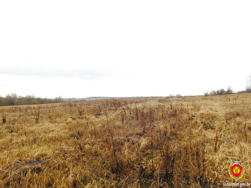 Человеческие останки времен войны обнаружили в Горецком районе