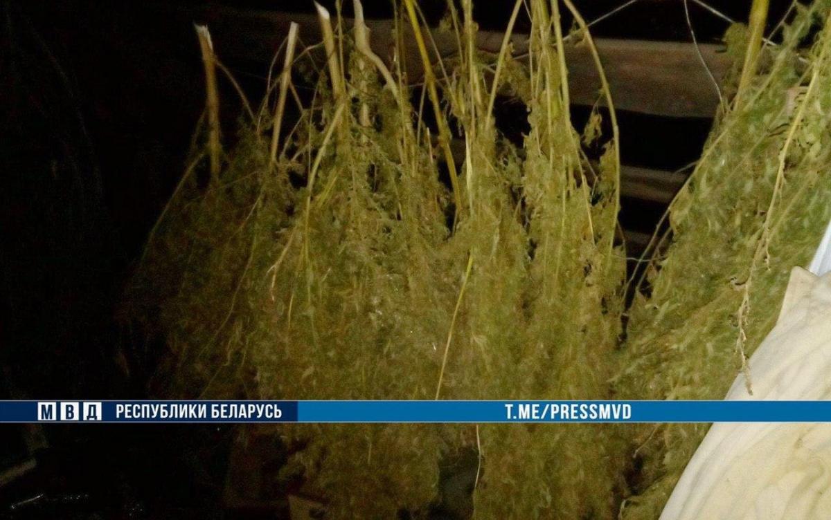 Гомельчанин хранил 12 кг марихуаны в Быховском районе