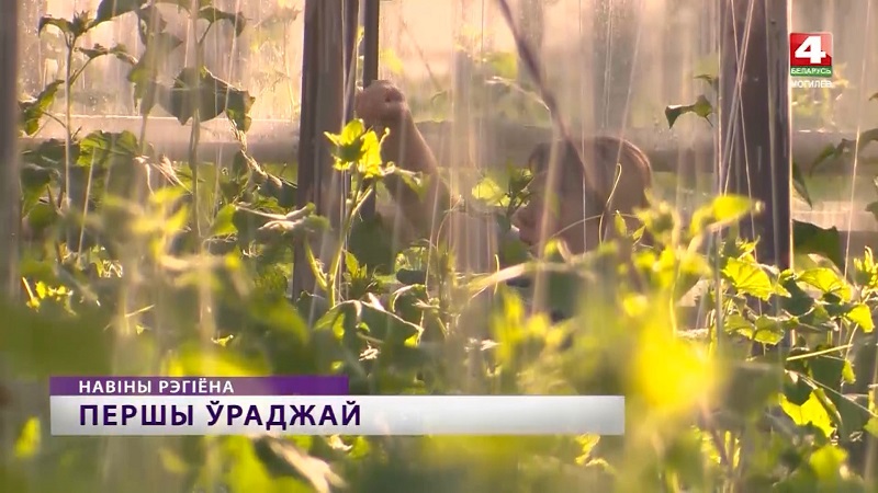 Первый урожай огурцов собрали в Кировском районе. Видео