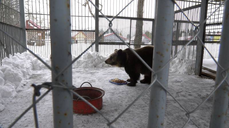 Медведь Федор из Могилевского зоосада прогнозирует наступление весны. Видео
