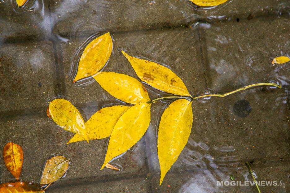 На 4°С теплее нормы ожидается в Могилевской области в первой декаде ноября