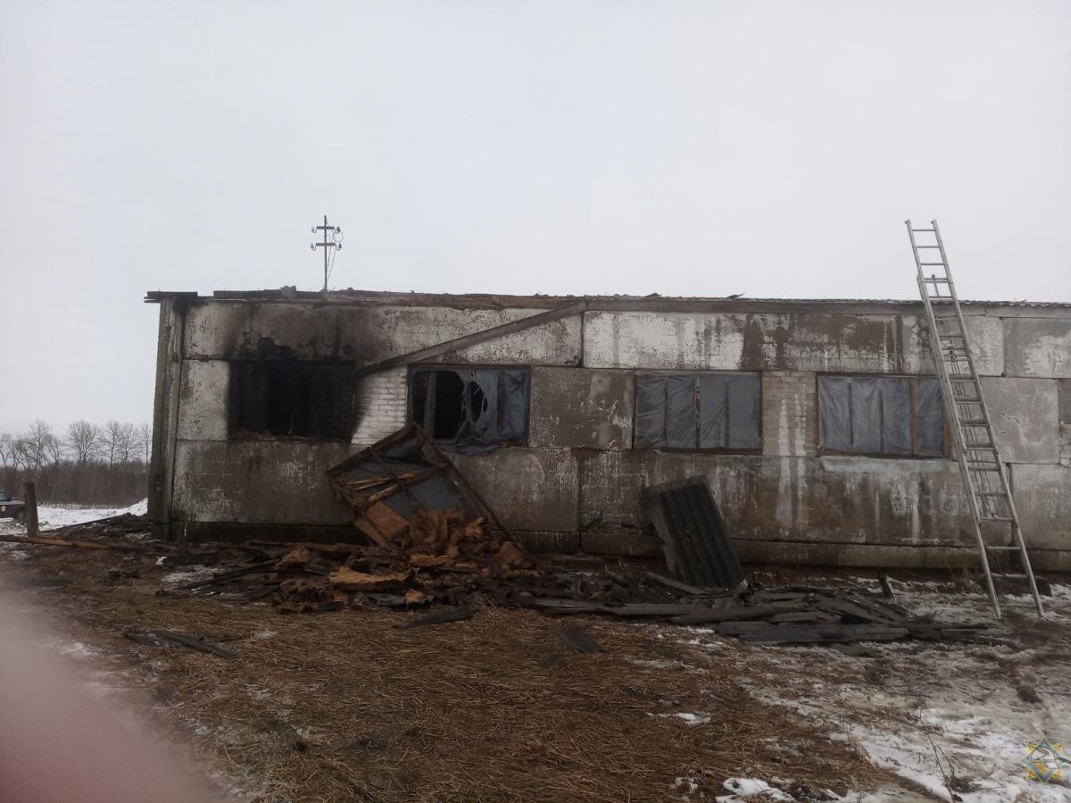 180 телят спасли на пожаре в Хотимске