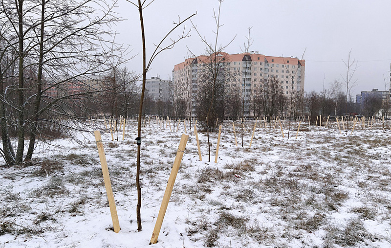 Более 10 тысяч деревьев высажено на территории Могилева в 2020-м