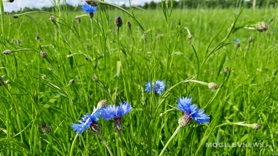 Погода на неделю: снижение температуры воздуха к четвергу, в воскресенье – снова +30°С