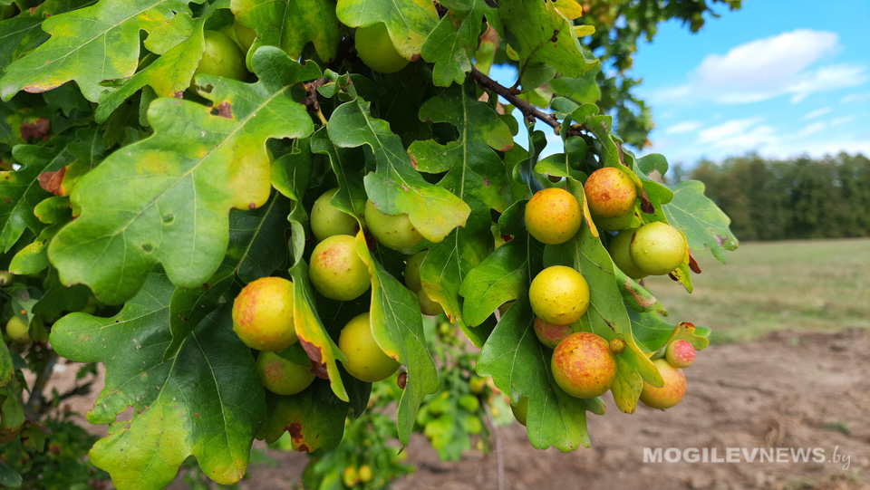 Погода на неделю: ночные заморозки, днем около +10°С, местами кратковременные дожди