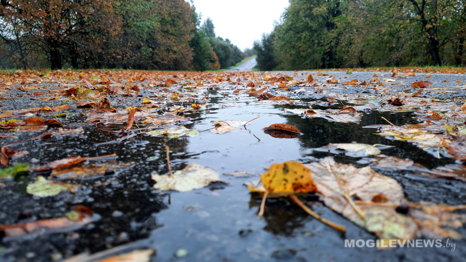 Сильные дожди и ветер - в пятницу, ночные заморозки и без осадков - в начале недели ожидаются в Могилевской области