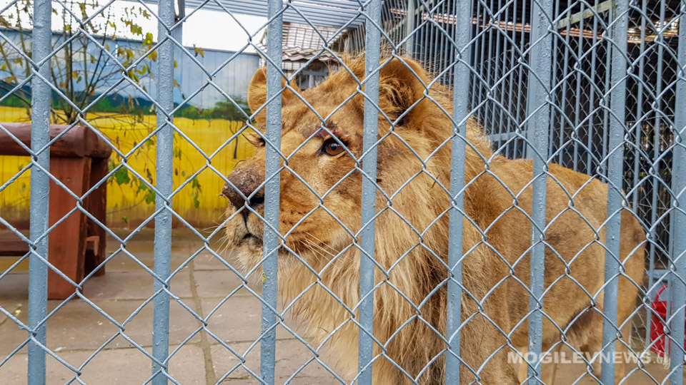 Царь зверей появился в Могилевском зоосаде. Видео