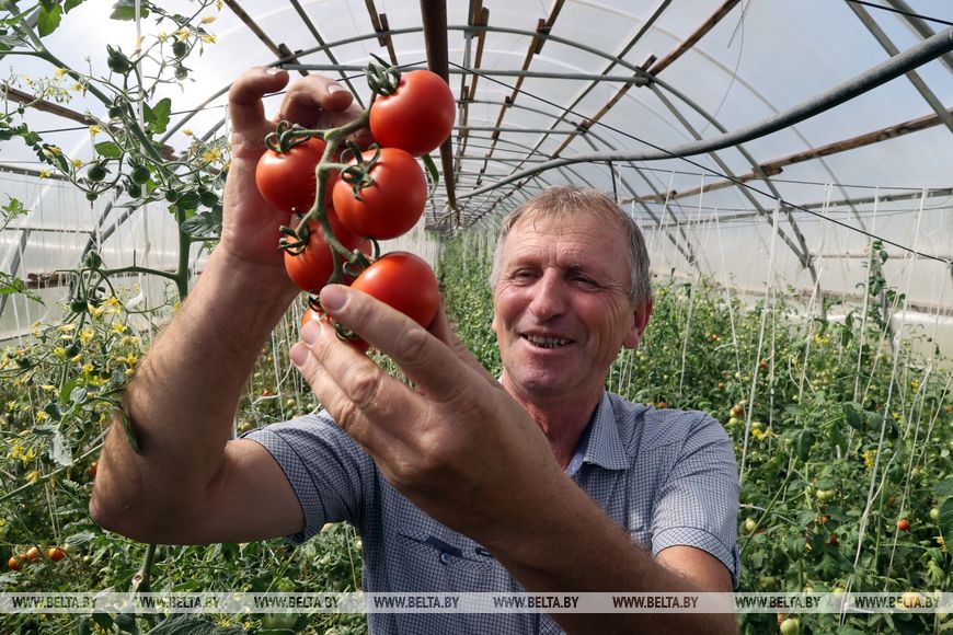 В БГСХА с начала года вывели 7 новых сортов сладкого перца и томатов