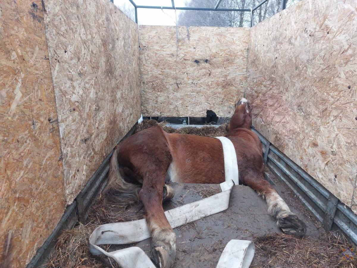 Работники МЧС в Могилевском районе спасли лошадь, которая застряла в прогнившем кузове «Газели»