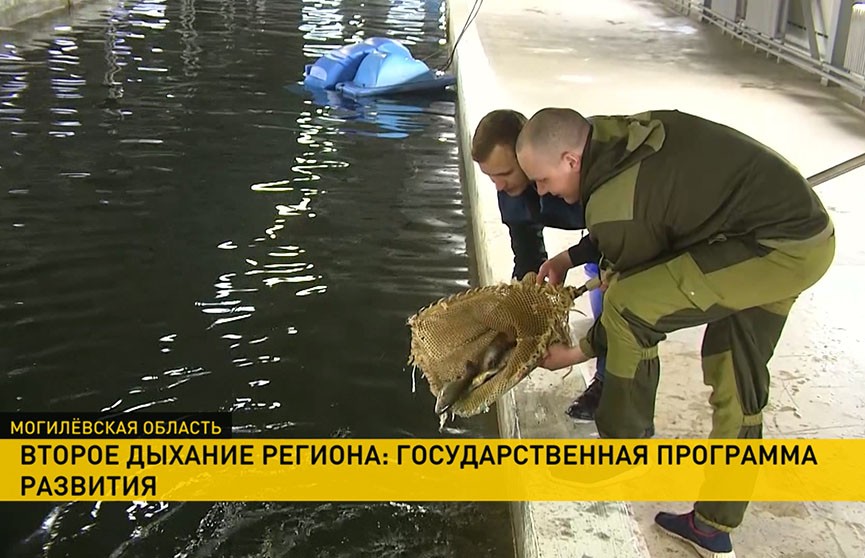 Выращивают форель и производят «чистое электричество». Чего достиг юго-восток Могилевщины благодаря госпрограмме развития?