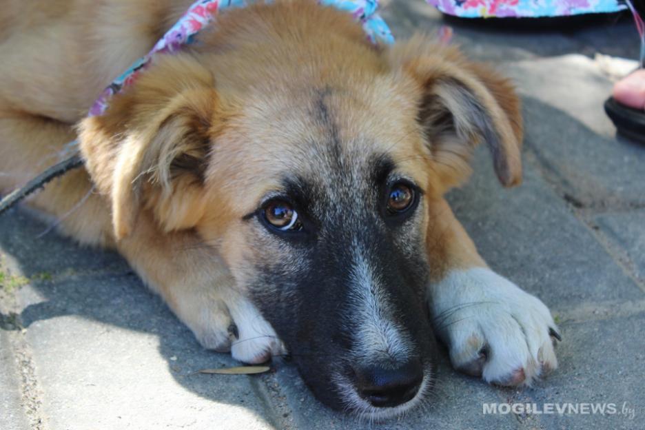 Акция в помощь бездомным животным продолжается в могилевской ЦГБ им.К.Маркса