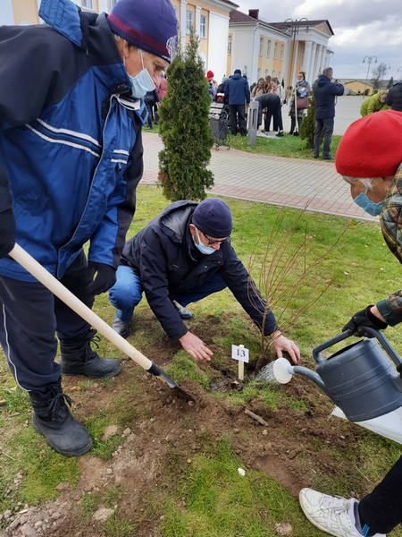 Аллею Единства из шаровидных ив высадили в Кличеве