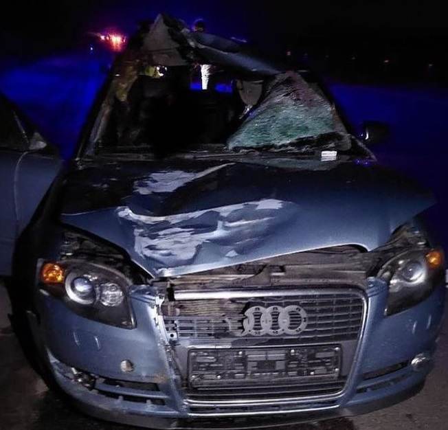 В Осиповичском районе в ДТП с диким животным погиб пассажир Audi