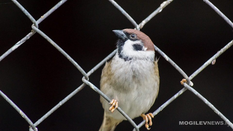 Погода на неделю: около 10°С днем, немного дождя и усиление ветра со среды
