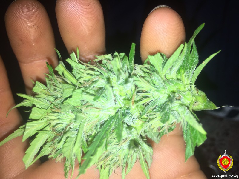 Компромат на телефоне помог доказать причастность бобруйчанина к обороту наркотиков