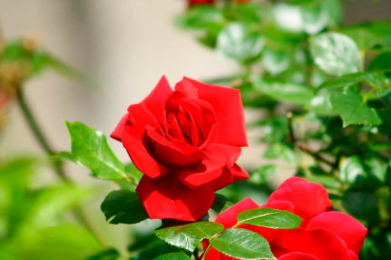 В Ботаническом саду Белорусской государственной сельскохозяйственной академии цветут розы. Фото