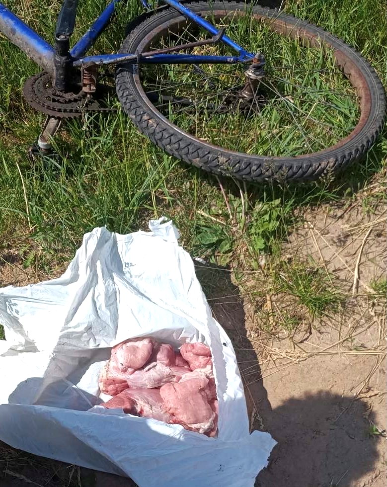 Работник предприятия в Могилевском районе выносил в рюкзаке мясо