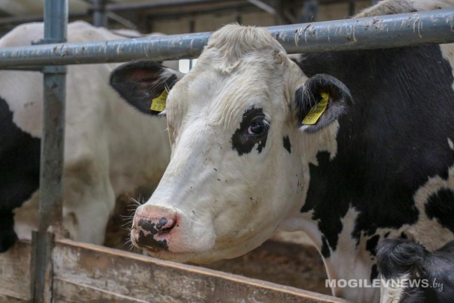 Производство сельхозпродукции в Беларуси в январе-сентябре снизилось на 6,6%