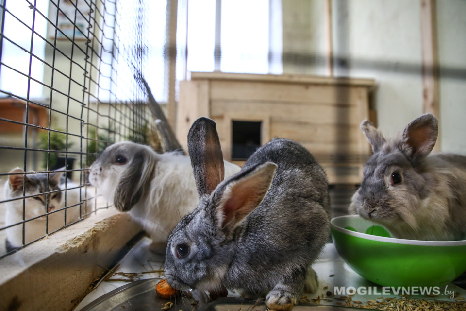 Первая «Живая лаборатория» появилась в Могилевском районе. Фото