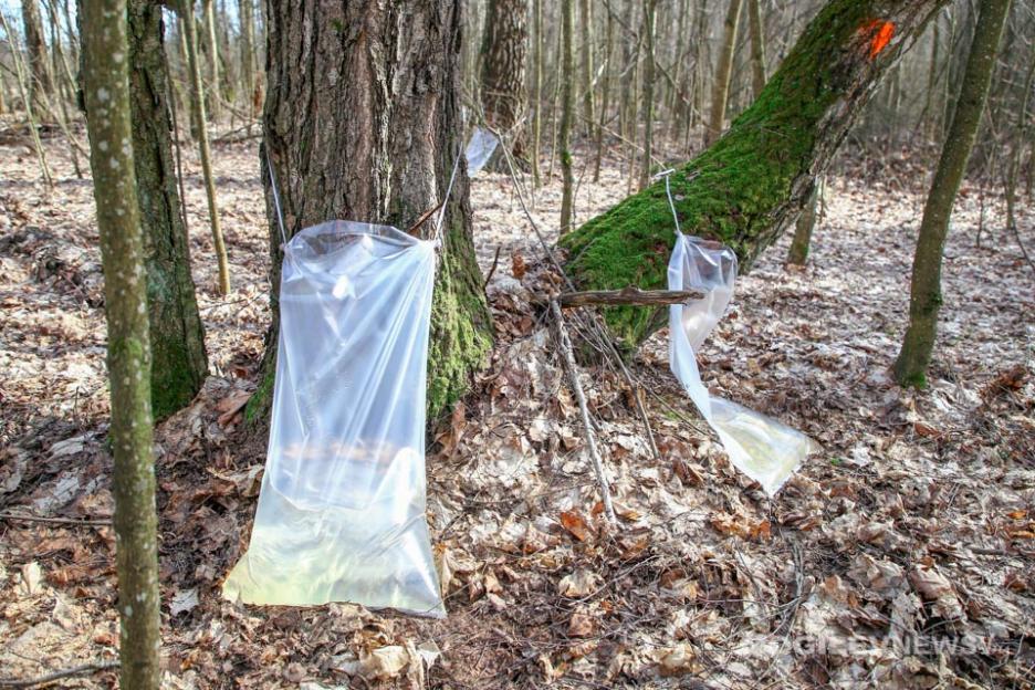 Сезон березового сока в Могилевском лесхозе начнется 1 апреля