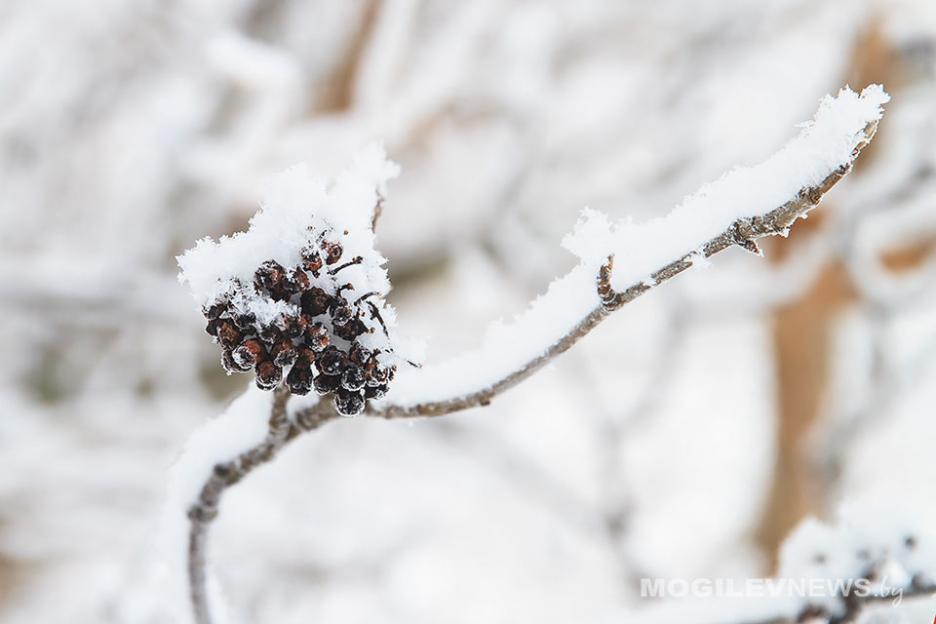 В Могилеве стартовал конкурс-выставка  «Зимние сны древнего города»
