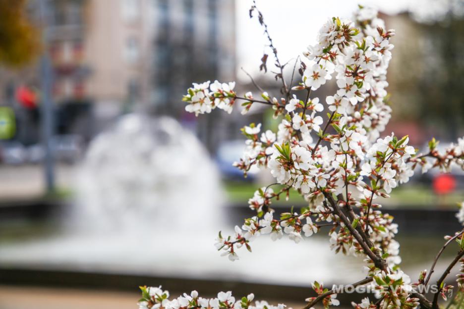 Холодные ночи, до +25°С днем и почти без осадков ожидается в первой половине следующей недели в Могилевской области