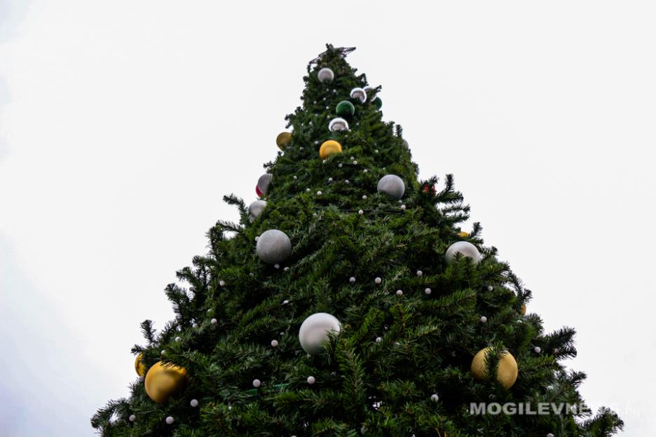 Две спецмашины ежедневно собирают по Mогилеву новогодние елки для утилизации