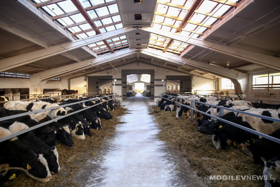 Планируется создание рабочей группы с участием ученых БГСХА для научно-практического сопровождения деятельности шкловского агрохолдинга "Купаловское"