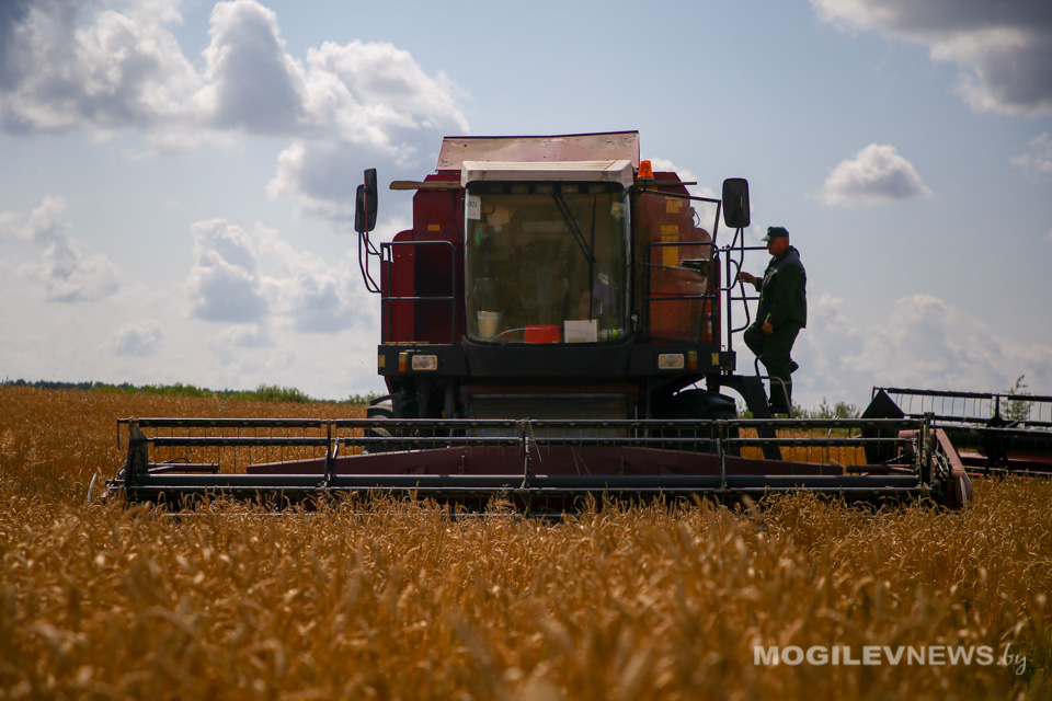 На жатве в Могилевской области в этом году трудятся 84 семейных экипажа