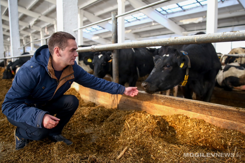 Резервы повышения эффективности животноводства в Могилевской области есть - КГК