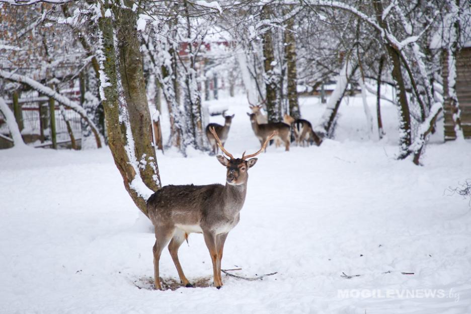 Погода на неделю: от крещенских морозов до +3°С