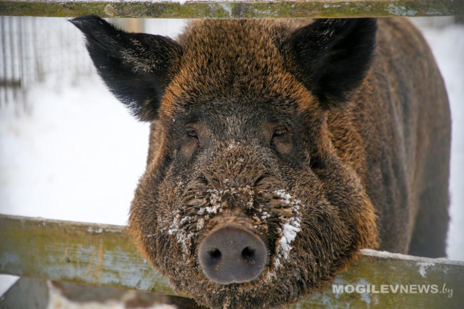 Самая холодная ночь была в Кличеве, самая «теплая» - в Костюковичах, больше всего снега – в Бобруйске