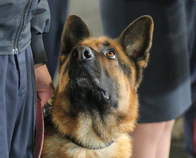 Лучшие служебные собаки Департамента охраны - Брюс и Карат из Могилева